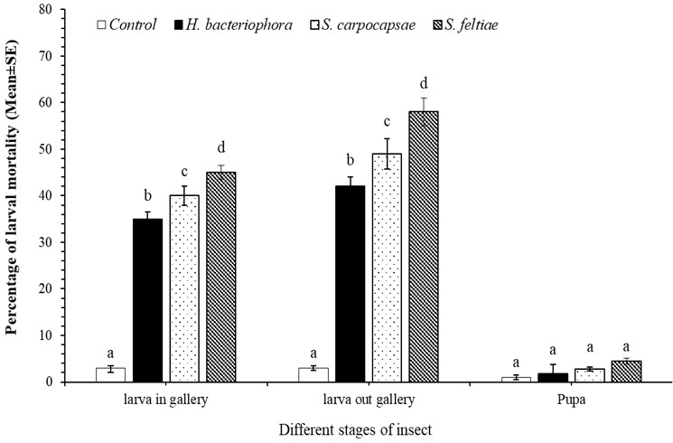 Mortality (%) of Tuta absoluta 2nd instar larvae inside and outside gallery and pupae following application of entomopathogenic nematodes, Heterorhabditis bacteriophora, Steinernema capocapsae and S. feltiae. 