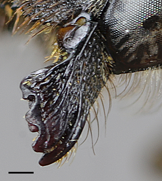 Megachile ardua Mitchell. Female mandible. Scale bar = 0,2 mm.