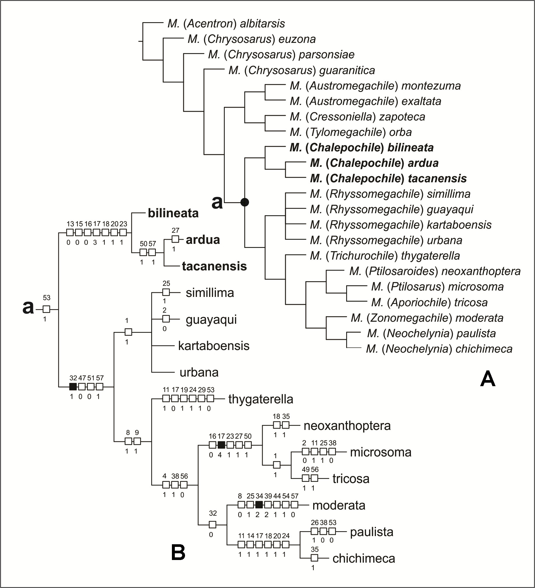 Relationships of Chalepochile to other subgenera of Megachile based on female and male characters. A. Consensus of the two most parsimonious trees. B. Detail of the clade (a) that includes Chalepochile, showing character optimization. Only characters common to the two trees are plotted (black squares, unique characters; white squares, homoplasious characters).