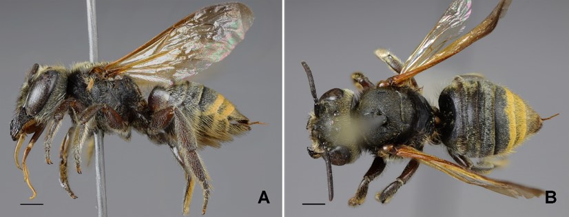 Megachile ardua Mitchell, female. A. lateral view. B. dorsalview.Scalebars=1mm.