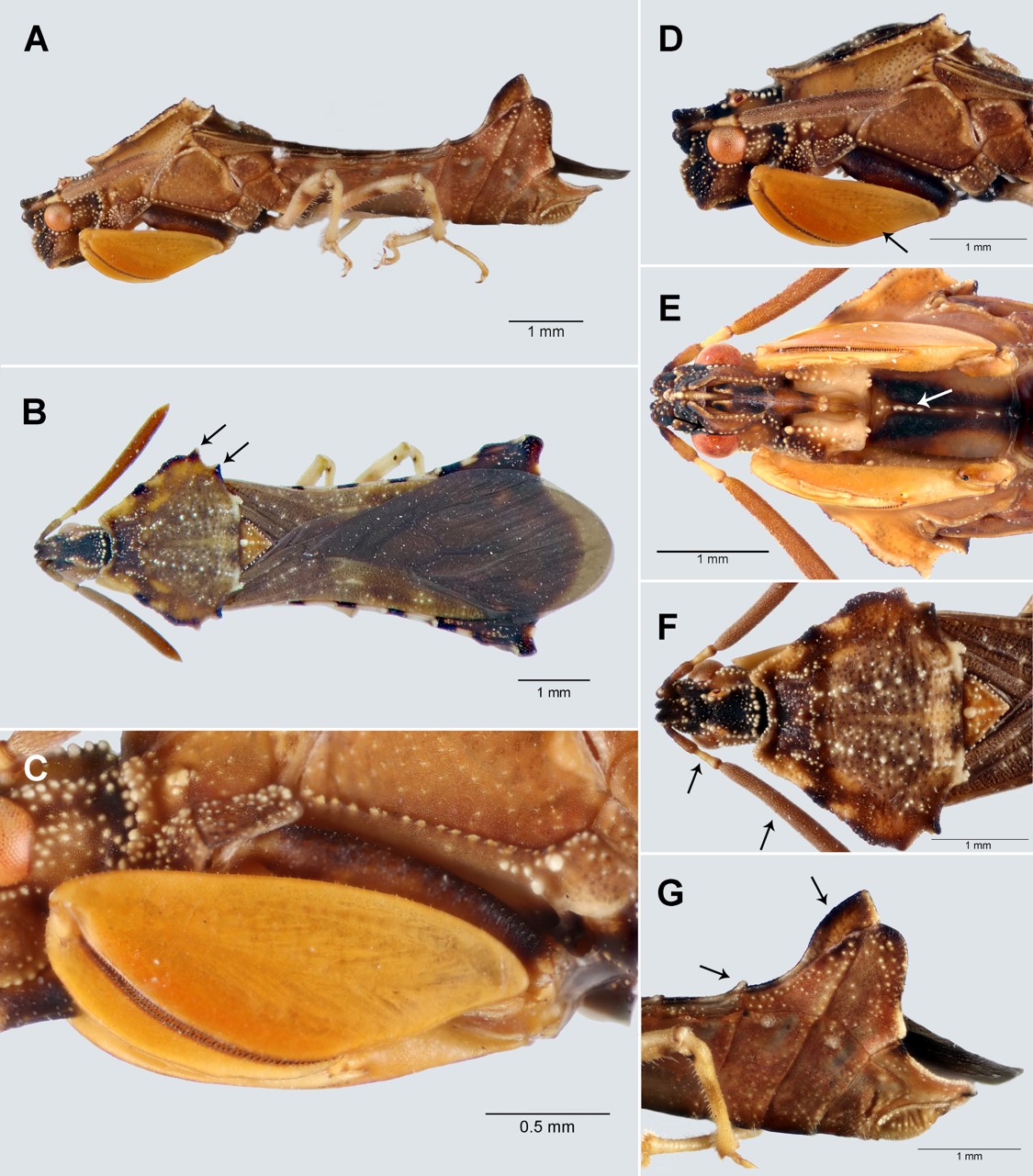 Neoanthylla horvathi, male. A. lateral view; B. dorsal view; C. proleg detail, lateral view; D-F. head and thorax, D. lateral view, E. ventral view, F. dorsal view; G. connexiva, lateral view. Arrows indicate key characters.