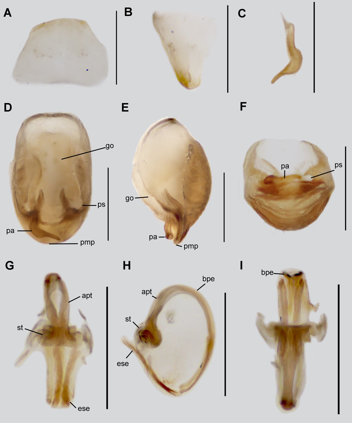 Neoanthylla horvathi, male genitalia. A-B. Sternite 8. A. ventral view; B. lateral view; C. Paramere; D-F. Pygophore; D. dorsal view; E. lateral view; D. caudal view; G-I. Aedeagus; G. dorsal view; H. lateral view; I. ventral view. Abbreviations: bpe, basal plate extension; go, genital opening of pygophore; pa, paramere; pc, processus capitati; pmp, posterior margin of pygophore; ps, paramere socket; st, struts. Scale bar: 0.5 mm.