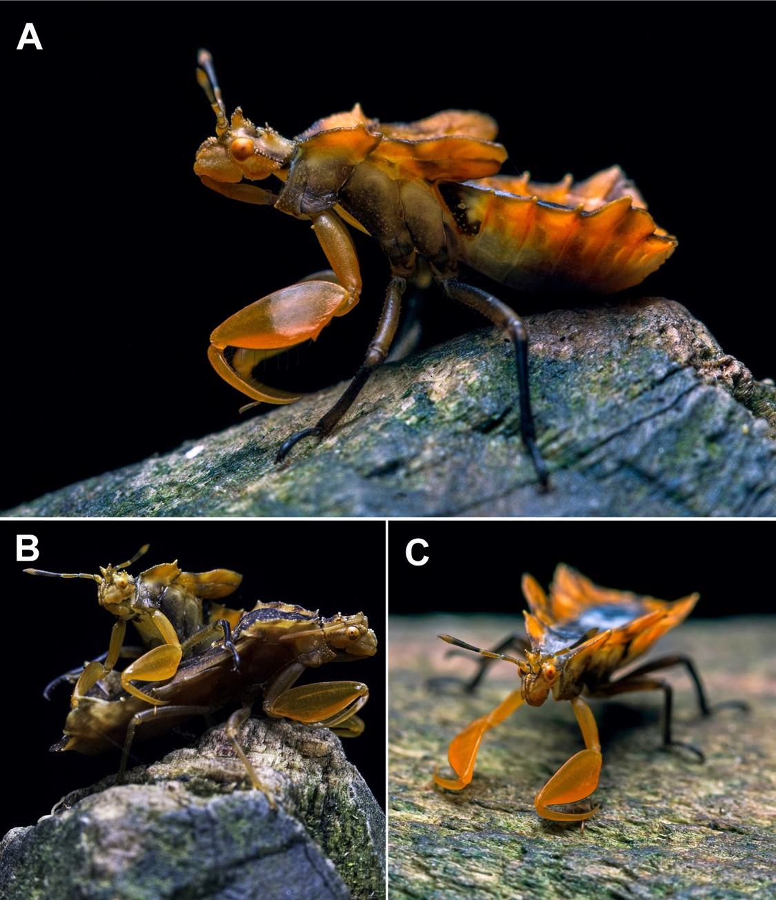 Neoanthylla sp. recorded in Colombia. A. nymph specimen, lateral view; B. adult and immature specimens; C. nymph, frontal view.