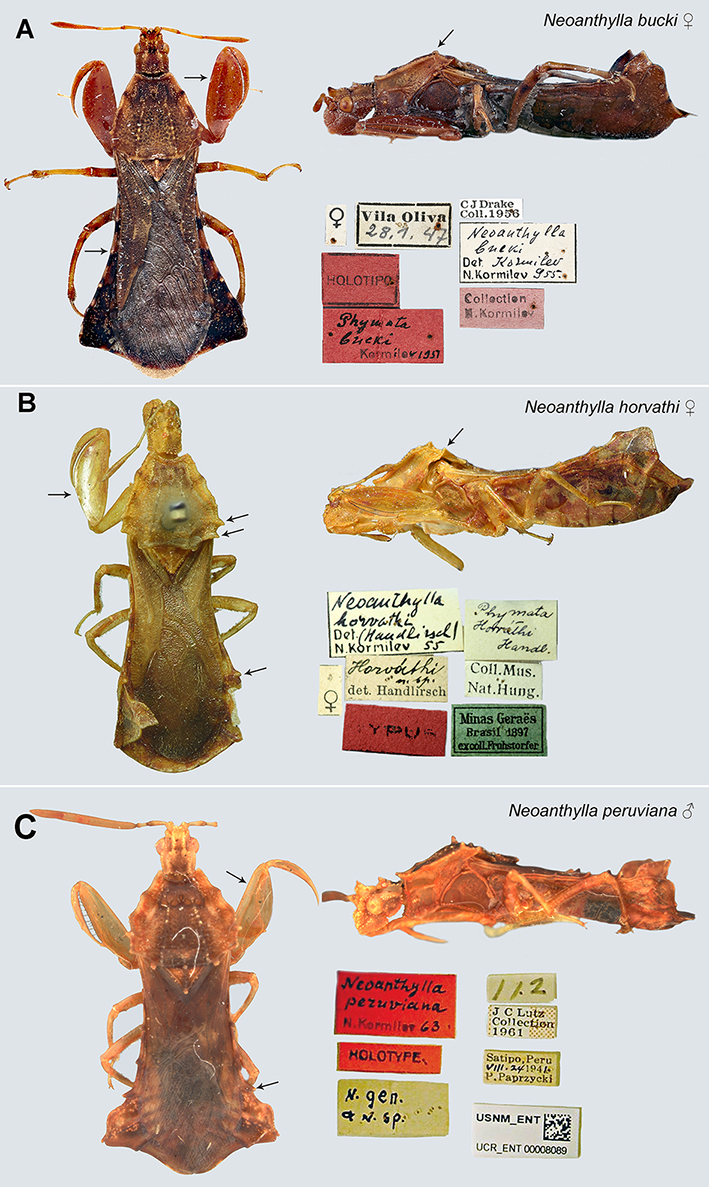 Neoanthylla type material. A. Neoanthylla bucki. Female holotype, lateral and dorsal views, labels, images by Alyssa Seemann (NMNH); B. Neoanthylla horvathi. Female holotype, lateral and dorsal views, labels, images by A. Somogyi (HNHM); C. Neoanthylla peruviana. Male holotype, lateral and dorsal views, labels. Arrows indicate key characters.