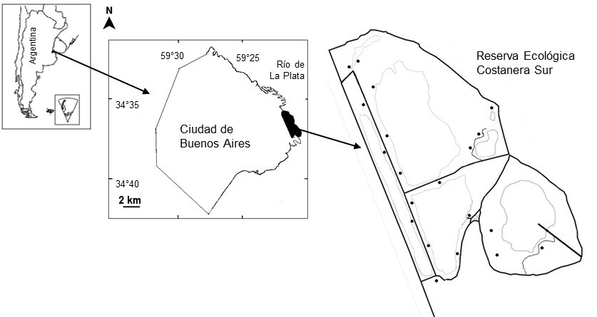 rea de estudio. Ubicacin de los sitios de muestreo (crculos negros llenos), baados (lneas grises) y senderos peatonales sobre terraplenes (lneas negras) en la Reserva Ecolgica Costanera Sur (Ciudad Autnoma de Buenos Aires, Argentina).