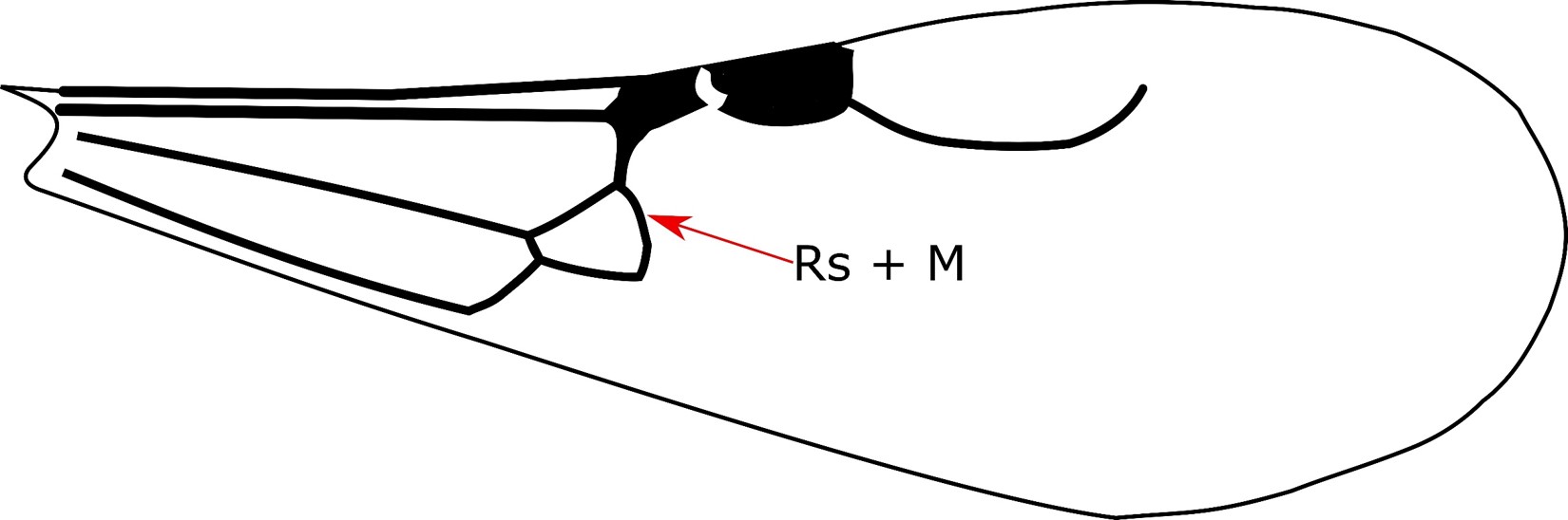 Esquema del ala anterior de Goniozus spp. Flecha roja indica la vena sector Radial + Mediana (Rs+M)