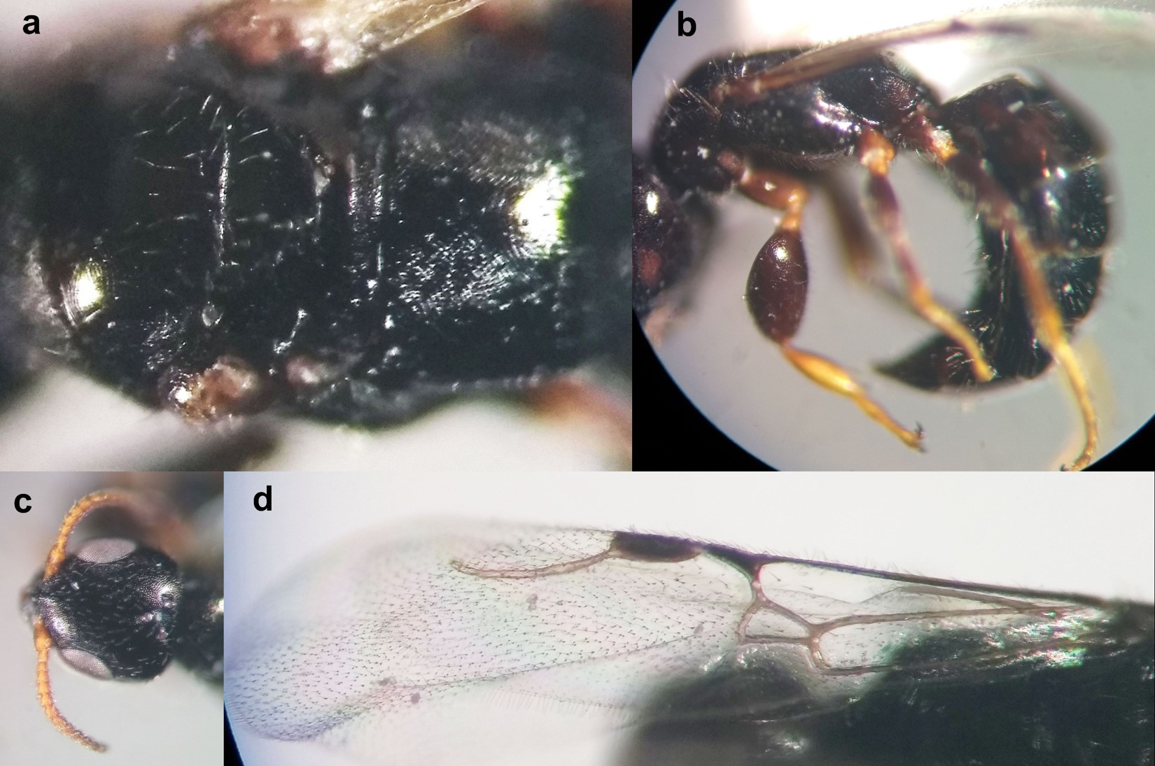 Hembra recolectada en la provincia de Mendoza de Goniozus legneri. a. Trax vista dorsal. b. Vista lateral. c. Cabeza vista dorsal. d. Ala anterior vista dorsal.
