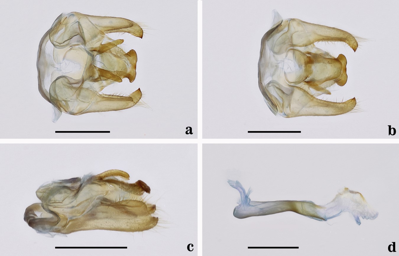 Male genitalia of Epanycles satania nov. comb. (Genitalia JGA # 1026-MUSM). a. Dorsal view. b. Ventral view. c. Lateral view. d. Aedeagus. Scale bars = 1 mm.