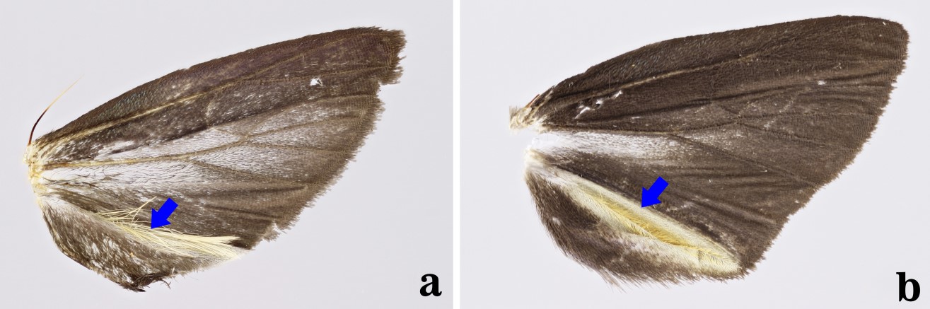 Ventral view of hindwings. a. Epanycles imperialis. b. Epanycles satania nov. comb.