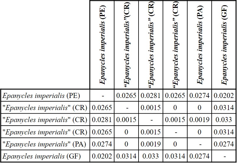 Genetic distance calculated from DNA barcode sequence (Kimura-2-parameter) between Epanycles imperialis (Peru) and &ldquo;Epanycles imperialis&rdquo; from Costa Rica and Panama (Epanycles satania).