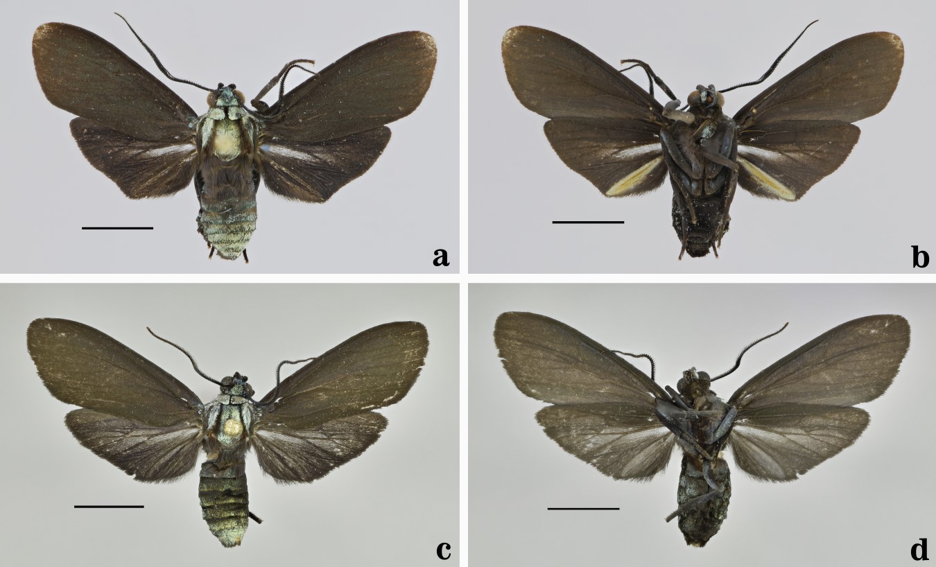 Epanycles satania nov. comb. Guanacaste, Costa Rica. a-b. Male. a. Dorsal view. b. Ventral view. c-d. Female. c. Dorsal view. d. Ventral view. Scale bars = 5 mm.