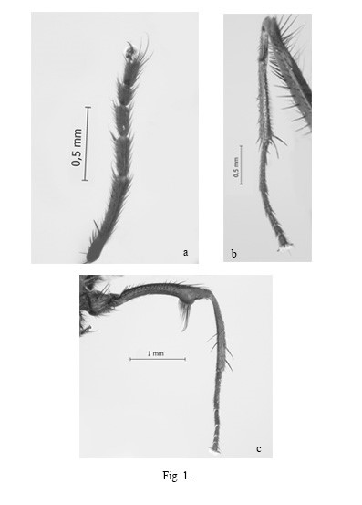 Fannia adelaidae Dom�nguez. Male: a) Fore tarsi, anterior surface; b) Mid leg, posterior surface (vc: ventral crest, s: stout setae, avr: anteroventral row); c) Hind leg, anterior surface.