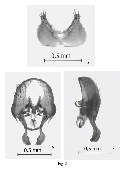 Fannia adelaidae Dom�nguez. Male genitalia: a) Sternite V, ventral view; b) epandrium and related structures, ventral view; c) Epandrium and related structures, lateral view. (ep: epandrium, cp: cercal plate, bp: bacilliform process, hyp: hypandrium, sur: sursstylus)