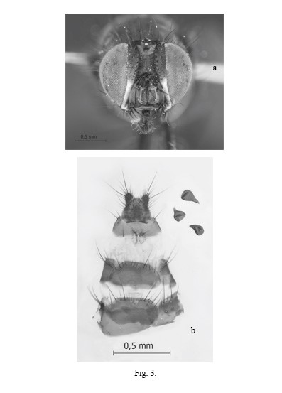 Fannia adelaidae Dom�nguez. Female: a) Head; b) Ovipositor and spermathecae.