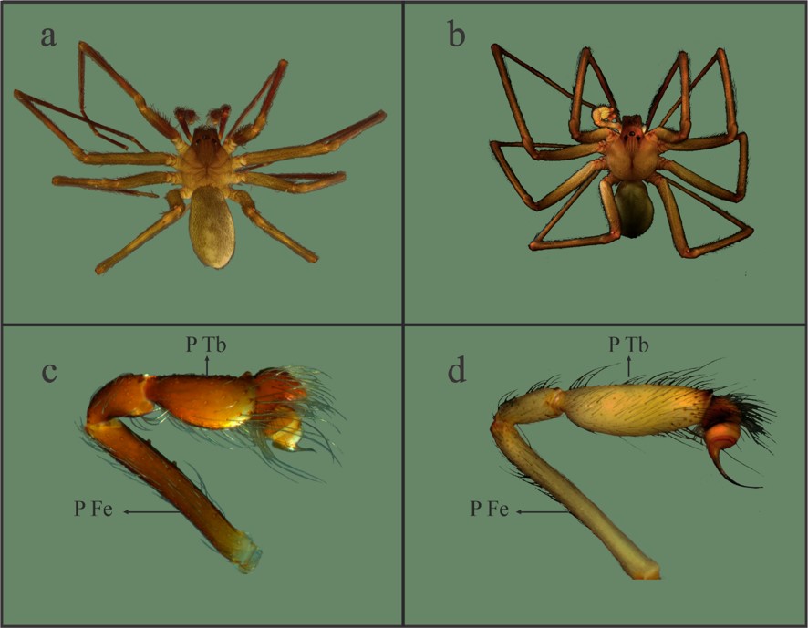 Males of Loxosceles found in this study.L. hirsuta. a. Male dorsal view. c. Male right palp. L. laeta. b. Male dorsal view. d. Male right palp. References = P tb: Palp tibia, P Fe: Palp femur.