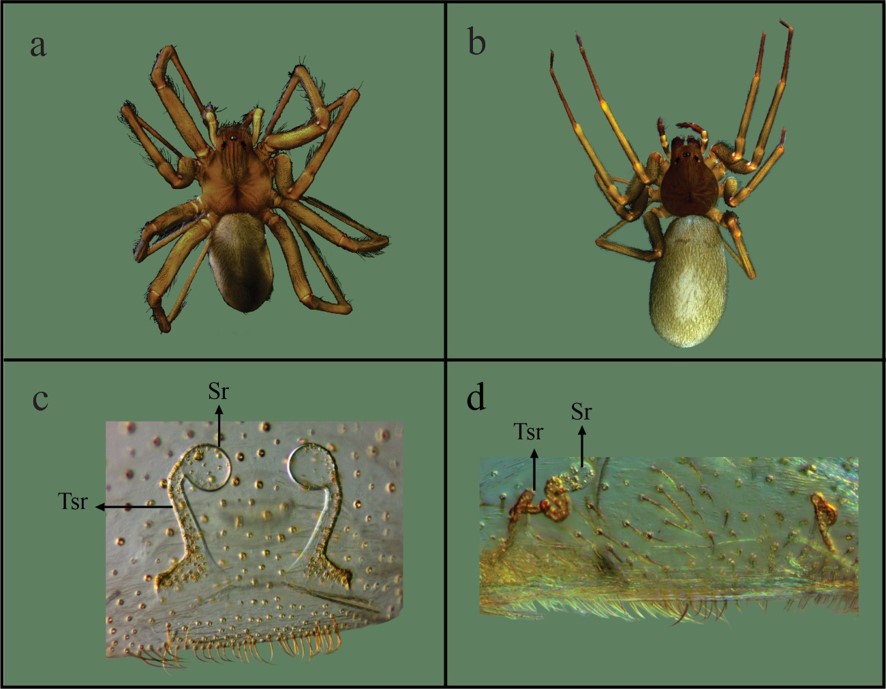 Females of Loxosceles found in this study.L. hirsuta. a. Female dorsal view. c. Female genitalia. L. laeta. b. Female dorsal view. d. Female genitalia. References = Sr: Seminal receptacles, Tsr: tubular seminal receptacles.