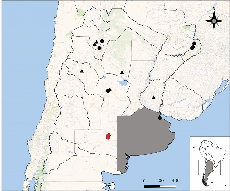 Geographic distribution of Loxosceles hirsuta and L. laeta in Argentina. References = circles: L. hirsuta, black circles: records of locality according to bibliography, red circles: new record, triangles: L. laeta, black triangle: records of locality according to bibliography, red triangle: new record, grey area: provinces without locality of capture according to literature.