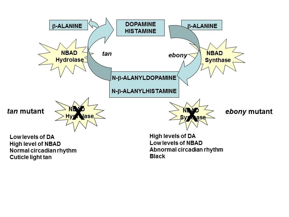  N-β-alanyl metabolism and characteristics of D. melanogaster mutants ebony and tan. Schematic representation of the synthesis and hydrolysis of NBAD and carcinine. The positions of the enzymes NBAD-synthase and NBAD-hydrolase are indicated. The main physiological characteristics of both mutants are reported below.