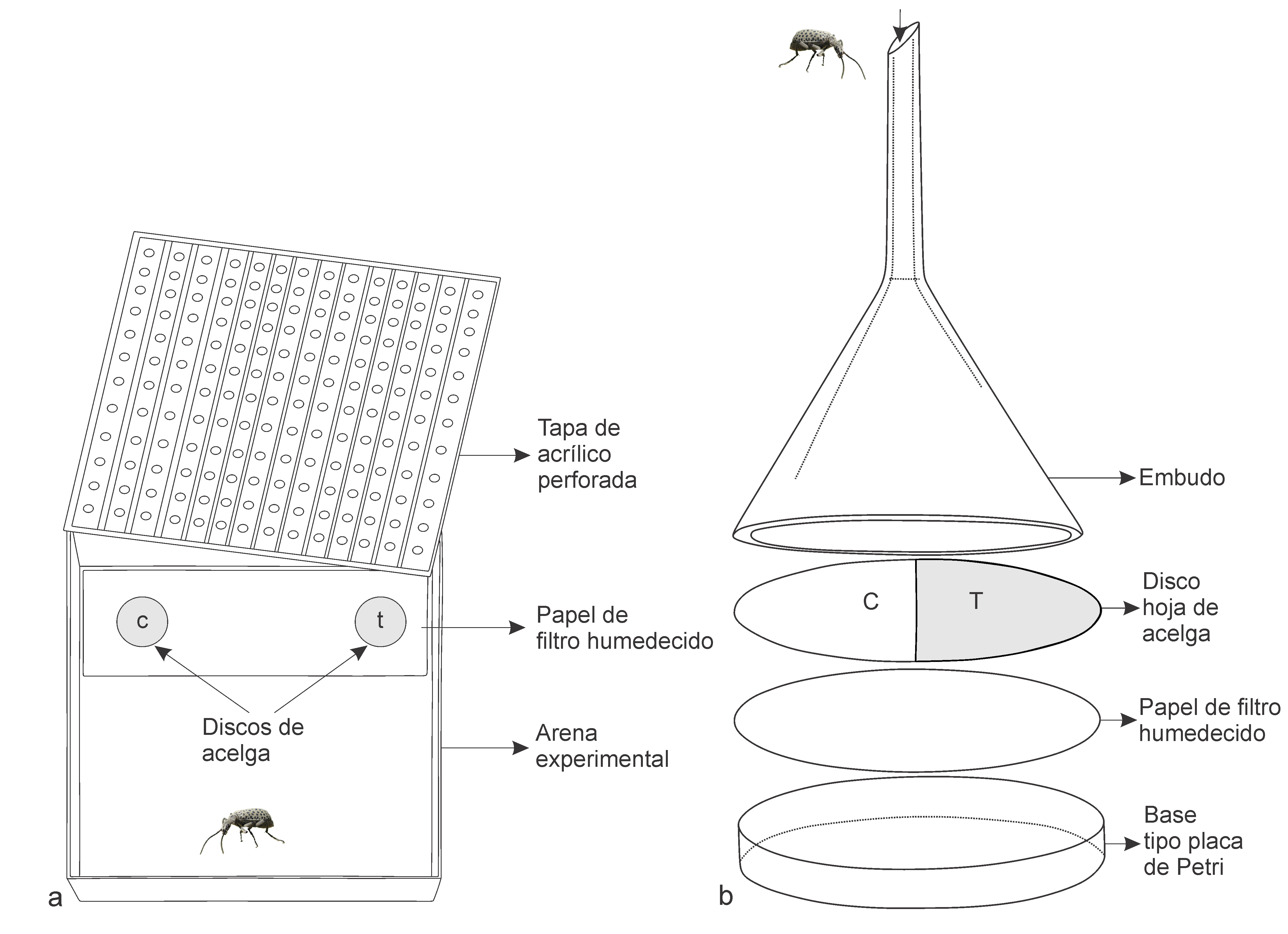 a) Dispositivo para la evaluacin de la actividad antialimentaria; b) Dispositivo para la evaluacin de la actividad repelente por contacto.