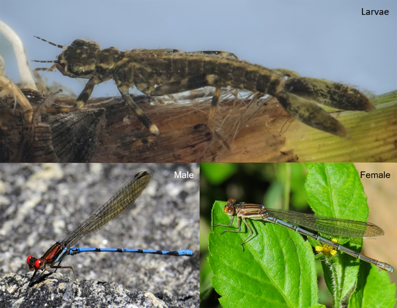 Argia joergenseni larva, male and female imago habitus. Larval photograph by F.F. Salles.