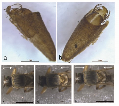 Simulium subpallidum Lutz. Pupal exuviae. a. Lateral view. b. Dorsal view. Female scutum, dorsal view: c. Anterior illumination. d. Posterior illumination. e. Antero-posterior illumination.