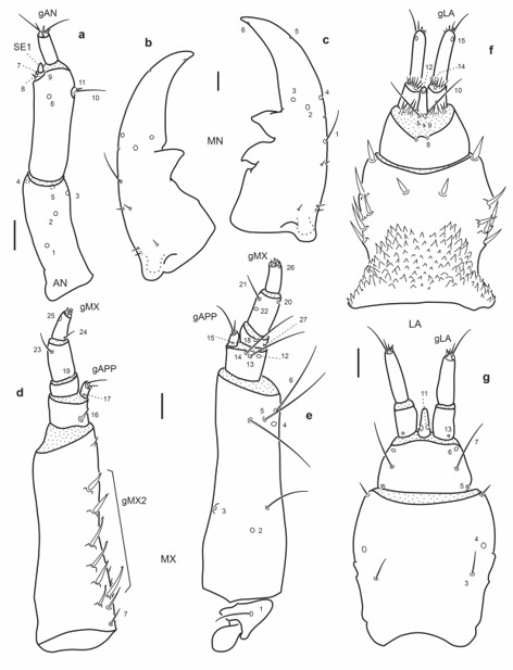 Chaetotaxy of third instar larva of E. (L.) hamiltoni. a. Left antenna, dorsal view; b. Left mandible, dorsal view. c. Right mandible, dorsal view. d. Left maxilla, dorsal view. e. Left maxilla, ventral view. f. Labium, dorsal view. g. Labium, ventral view. Scale bars = 0.05 mm.