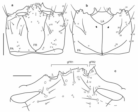 Chaetotaxy of first instar larva of E. (M.) barituensis. a. Head capsule, dorsal view. b. Head capsule, ventral view. c. Detail of clypeolabrum, dorsal view. Scale bars: a-b = 0.1 mm, c = 0.025 mm.