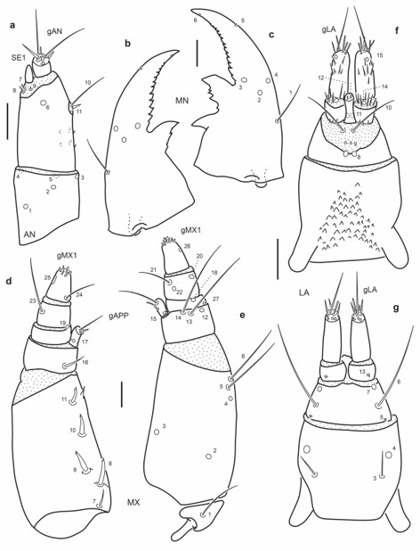 Chaetotaxy of first instar larva of E. (M.) barituensis. a. Left antenna, dorsal view. b. Left mandible, dorsal view. c. Right mandible, dorsal view. d. Left maxilla, dorsal view. e. Left maxilla, ventral view. f. Labium, dorsal view. g. Labium, ventral view. Scale bars = 0.025 mm.