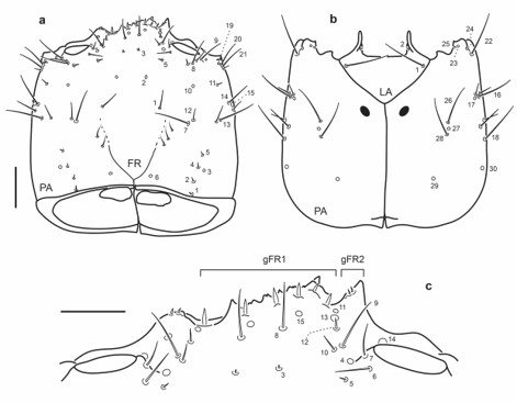 Chaetotaxy of third instar larva of E. (M.) barituensis. a. Head capsule, dorsal view. b. Head capsule, ventral view. c. Detail of clypeolabrum, dorsal view. Scale bars: a-b = 0.1 mm, c = 0.05 mm.