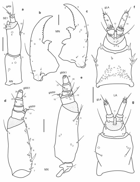Chaetotaxy of third instar larva of E. (M.) barituensis. a. Left antenna, dorsal view. b. Left mandible, dorsal view. c. Right mandible, dorsal view. d. Left maxilla, dorsal view. e. Left maxilla, ventral view. f. Labium, dorsal view. g. Labium, ventral view. Scale bars = 0.05 mm.