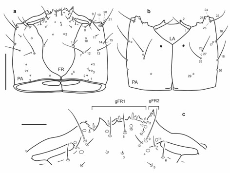 Chaetotaxy of first instar larva of E. (M.) ochraceus. a. Head capsule, dorsal view. b. Head capsule, ventral view. c. Detail of clypeolabrum, dorsal view. Scale bars: a-b = 0.1 mm, c = 0.025 mm.