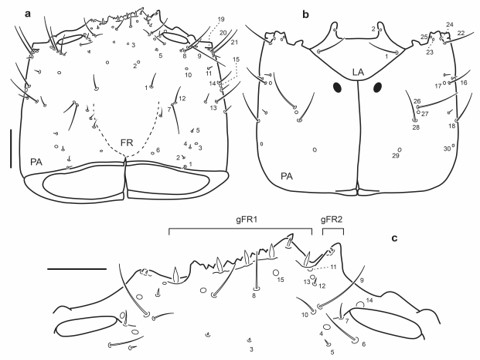 Chaetotaxy of third instar larva of E. (M.) ochraceus. a. Head capsule, dorsal view. b. Head capsule, ventral view. c. Detail of clypeolabrum, dorsal view. Scale bars: a-b = 0.1 mm, c = 0.05 mm.