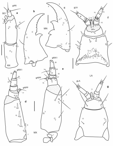 Chaetotaxy of third instar larva of E. (M.) ochraceus. a. Left antenna, dorsal view. b. Left mandible, dorsal view. c. Right mandible, dorsal view. d. Left maxilla, dorsal view. e. Left maxilla, ventral view. f. Labium, dorsal view. g. Labium, ventral view. Scale bars = 0.05 mm.