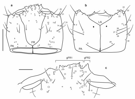 Chaetotaxy of first instar larva of E. (M.) pygmaeus. a. Head capsule, dorsal view. b. Head capsule, ventral view. c. Detail of clypeolabrum, dorsal view. Scale bars: a-b = 0.1 mm, c = 0.025 mm.