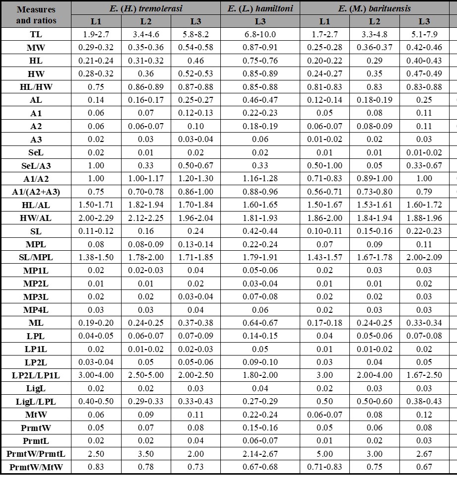 Measurements (in mm) and ratios for different larval instars of described Enochrus species. Abbreviations: see Material and Methods section.