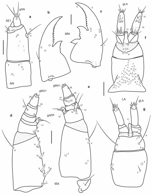 Chaetotaxy of first instar larva of E. (M.) pygmaeus. a. Left antenna, dorsal view. b. Left mandible, dorsal view. c. Right mandible, dorsal view. d. Left maxilla, dorsal view. e. Left maxilla, ventral view. f. Labium, dorsal view. g. Labium, ventral view. Scale bars = 0.025 mm.