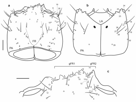 Chaetotaxy of third instar larva of E. (M.) pygmaeus. a. Head capsule, dorsal view. b. Head capsule, ventral view. c. Detail of clypeolabrum, dorsal view. Scale bars: a-b = 0.1 mm, c = 0.05 mm.