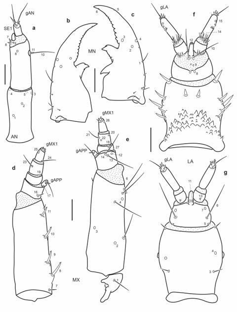 Chaetotaxy of third instar larva of E. (M.) pygmaeus. a. Left antenna, dorsal view. b. Left mandible, dorsal view. c. Right mandible, dorsal view. d. Left maxilla, dorsal view. e. Left maxilla, ventral view. f. Labium, dorsal view. g. Labium, ventral view. Scale bars = 0.05 mm.