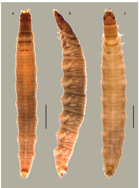 Habitus of third instar larvae. a. Enochrus (M.) barituensis, dorsal view. b. Enochrus (M.) barituensis, lateral view, ventral view. c. Enochrus (H.) tremolerasi, dorsal view. Scale bars = 1 mm.