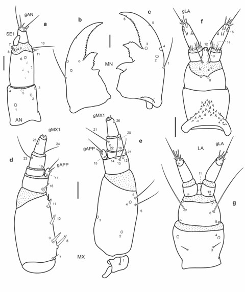 Chaetotaxy of first instar larva of E. (H.) tremolerasi. a. Left antenna, dorsal view. b. Left mandible, dorsal view. c. Right mandible, dorsal view. d. Left maxilla, dorsal view. e. Left maxilla, ventral view. f. Labium, dorsal view. g. Labium, ventral view. Scale bars = 0.025 mm.
