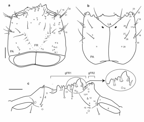 Chaetotaxy of third instar larva of E. (H.) tremolerasi. a. Head capsule, dorsal view. b. Head capsule, ventral view. c. Detail of clypeolabrum, dorsal view. Scale bars: a-b = 0.1 mm, c = 0.05 mm.