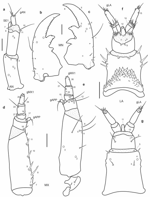 Chaetotaxy of third instar larva of E. (H.) tremolerasi. a. Left antenna, dorsal view. b. Left mandible, dorsal view. c. Right mandible, dorsal view. d. Left maxilla, dorsal view. e. Left maxilla, ventral view. f. Labium, dorsal view. g. Labium, ventral view. Scale bars = 0.05 mm.