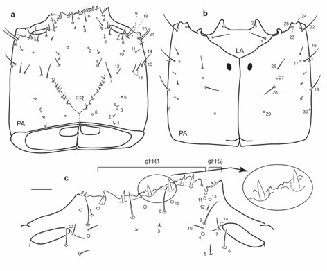 Chaetotaxy of third instar larva of E. (L.) hamiltoni. a. Head capsule, dorsal view. b. Head capsule, ventral view. c. Detail of clypeolabrum, dorsal view. Scale bars: a-b = 0.1 mm, c = 0.05 mm.