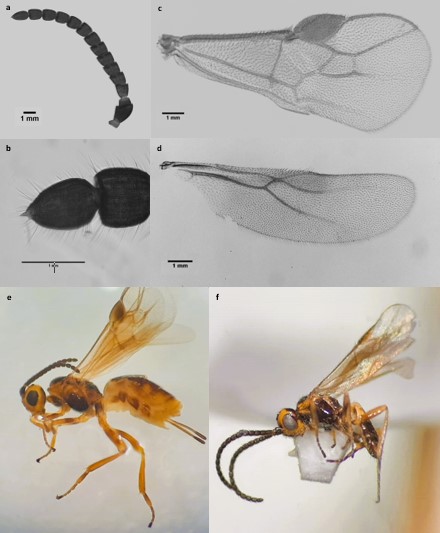 Caracteres morfológicos de Habrobracon hebetor. a. antena de la hembra. b. porción distal del último flagelómero de la antena de la hembra. c. ala anterior de la hembra. d. ala posterior de la hembra. e. vista lateral de la hembra. f. vista lateral del macho.