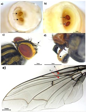 Peckia intermutans immature and adult characters. a. Second instar larvae showing posterior spiracles. b. Third instar larvae showing posterior spiracles. c. Adult showing antenna arista with long plumosity. d. Male genialia structures showing surstylus round. e. Wing venation: vein R1 and R4+5 bare dorsally.