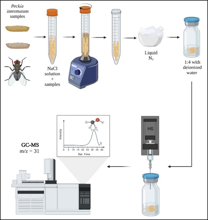 Peckia intermutans samples preparation for toxicological analysis in HS-GC-MS. One gram of P. intermutans samples (L2, L3, PF, P, EP, and A) is placed in Falcon tubes, washed with NaCl, and vortexed. Once the samples are clean, they are macerated, transferred to a vial with deionized water, and subjected to HS-GC-MS.