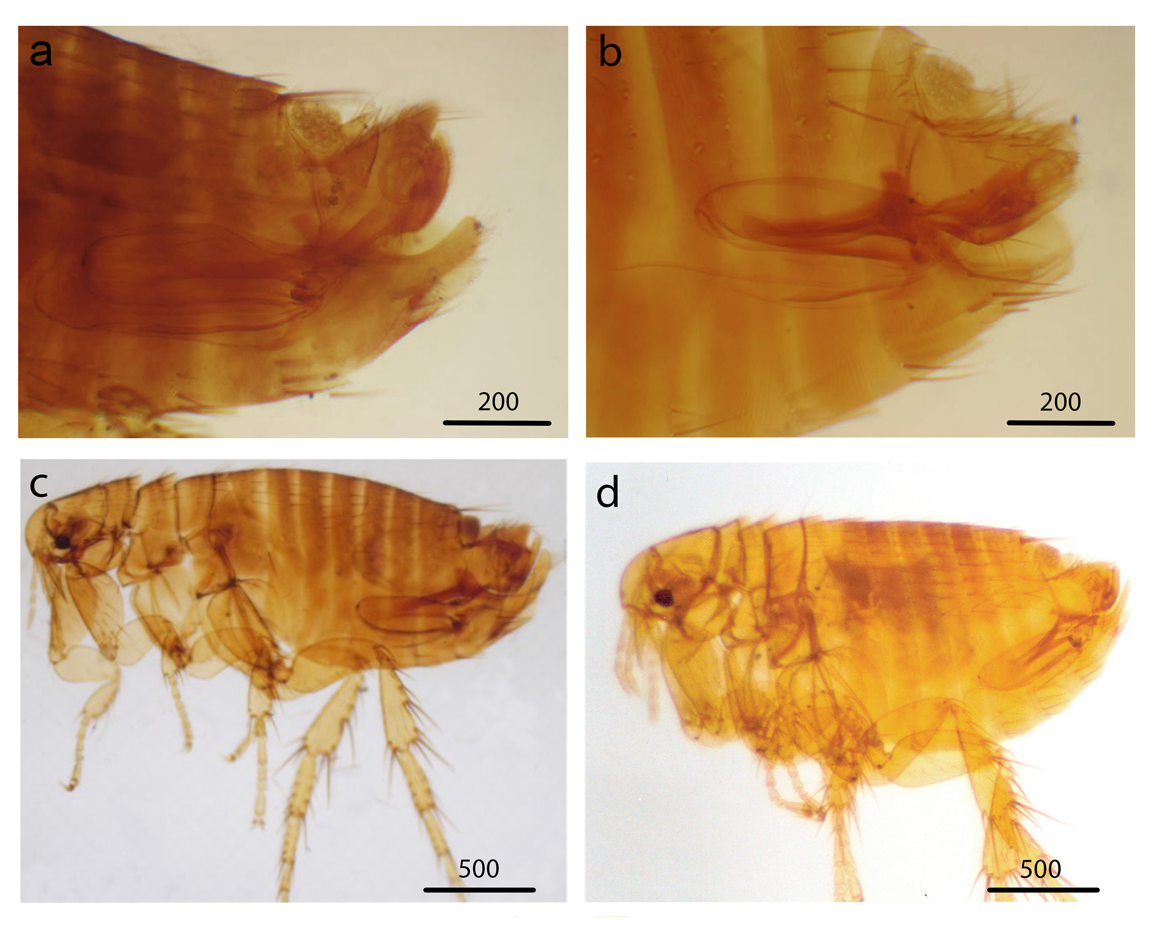  Hexapoda, Siphonaptera.