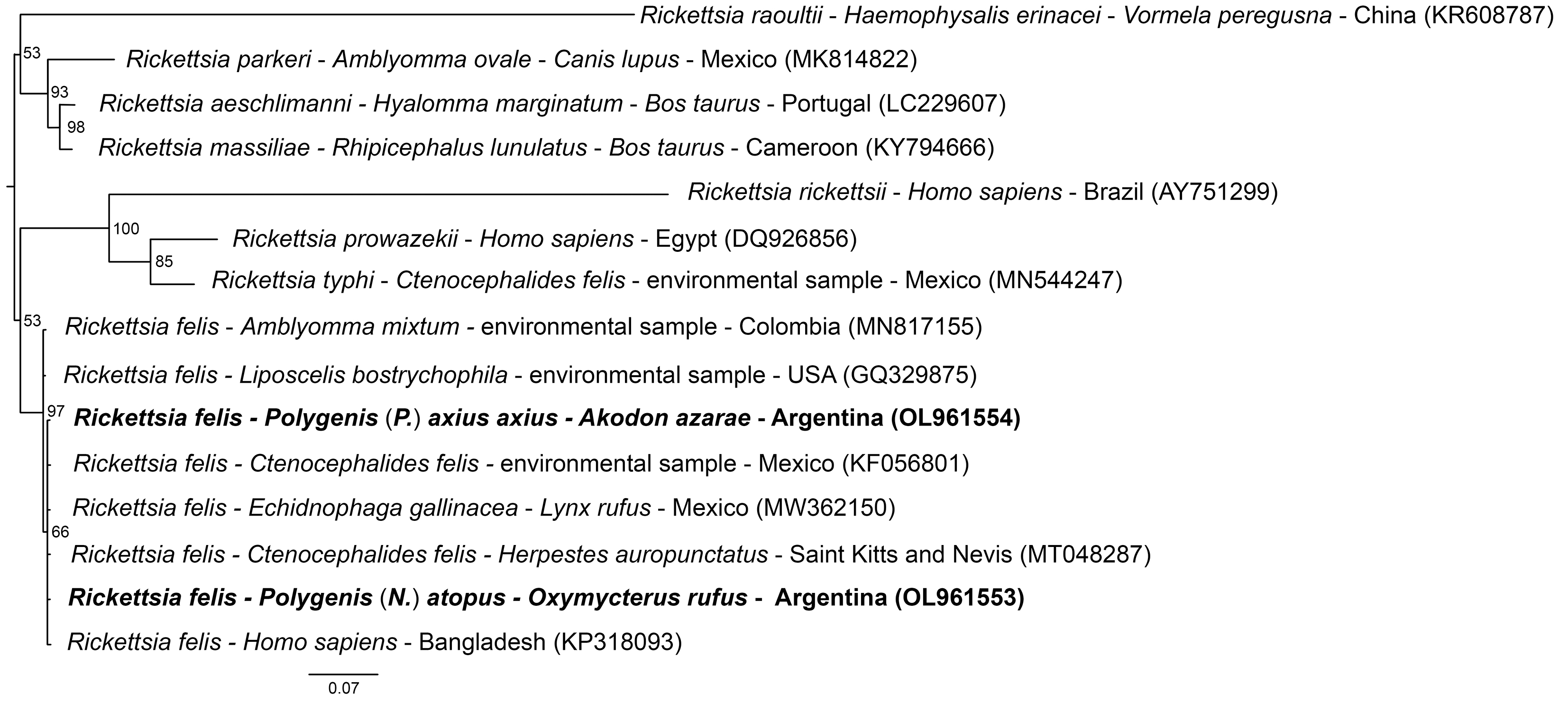 Unrooted phylogenetic tree from ompB sequences of Rickettsia spp. 