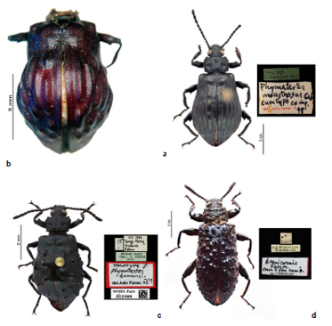 Habitus of Phymatestes specimens