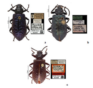 Habitus of Phymatestes specimens.